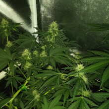 Review Image - Super Hash Auto Feminised Seeds