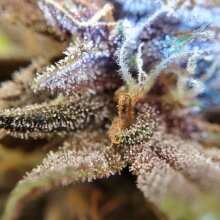 Review Image - Blackberry Auto Feminised Seeds