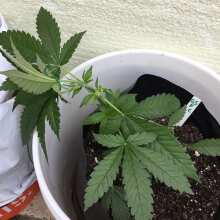 Review Image - Franco's Lemon Cheese Feminised Seeds