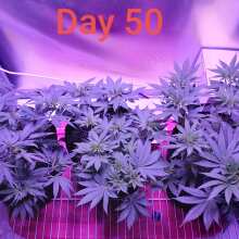 Review Image - Kosher Sorbet Feminised Seeds (Sorbet Collection)