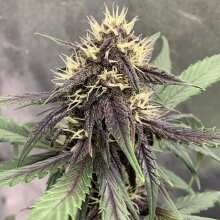 Review Image - Blackberry Auto Feminised Seeds