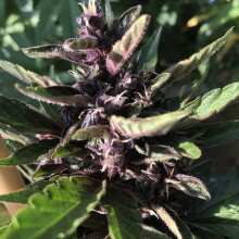 Review Image - Purple Kush CBD 1:1 Auto Feminised Seeds