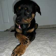 Überprüfen Sie das Bild - Extreme Bone: Robustes, Naturkautschuk Kau-Spielzeug für Hunde mit Beef-Duft, BPA- und Giftstofffrei