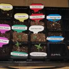 Review Image - God Bud CBD Regular Seeds - 12