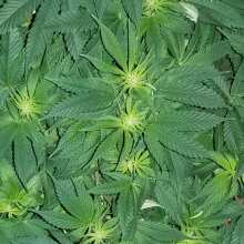 Review Image - Peyote Wi-Fi Feminised Seeds