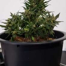 Image de révision - Amnesia Haze Auto Feminised Seeds