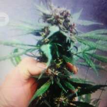 Image de révision - Crystal METH Auto Feminised Seeds