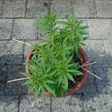 Review Image - Peyote Forum Feminised Seeds