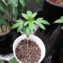 Überprüfen Sie das Bild - Moonshine Haze x Ghost Train Haze #1 Feminised Seeds - 6