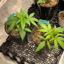 Review Image - White Widow Feminised Seeds