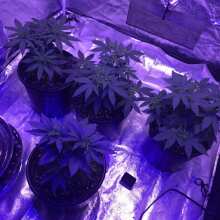 Review Image - Gorilla Feminised Seeds