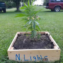 Review Image - Northern Lights Feminised Seeds