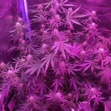 Review Image - Blueberry Auto Feminised Seeds