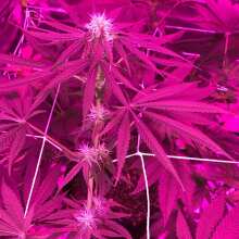 Review Image - Original Berry Feminised Seeds