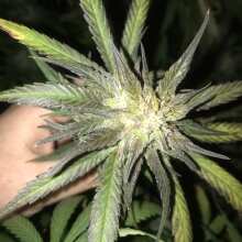 Review Image - Shiskaberry Feminised Seeds