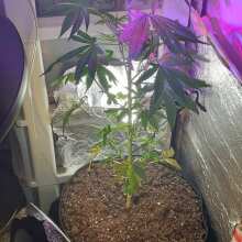 Überprüfen Sie das Bild - Fastberry Auto Feminised Seeds