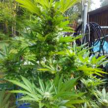 Review Image - Sour Diesel Auto Feminised Seeds