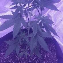 Review Image - Sour Diesel Auto Feminised Seeds