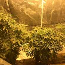 Review Image - New York City Auto Feminised Seeds