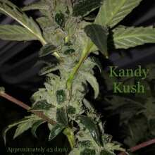 Image de révision - Kandy Kush Feminised Seeds