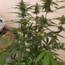 Review Image - 00 Cheese Auto Feminised Seeds - 5