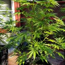 Review Image - Pineapple Kush Feminised Seeds