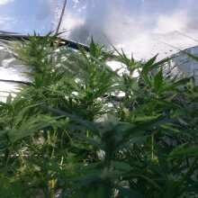 Review Image - Alaskan Purple Auto Feminised Seeds