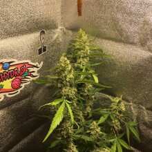 Review Image - Blueberry Auto Feminised Seeds