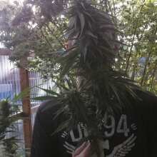 Review Image - White Widow x Big Bud Feminised Seeds