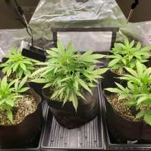 Review Image - Northern Lights Auto Feminised Seeds