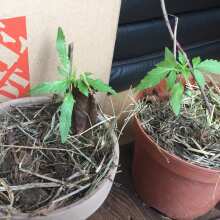 Review Image - Compassion Lime CBD Auto Feminised Seeds