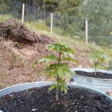 Review Image - North Thunderfuck Feminised Seeds