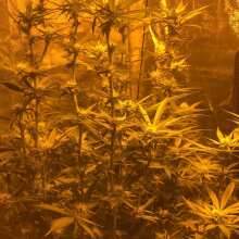 Image de révision - Bubble Kush Feminised Seeds