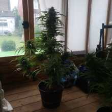 Review Image - Fastberry Auto Feminised Seeds