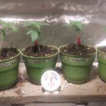 Review Image - Gorilla Feminised Seeds - 5