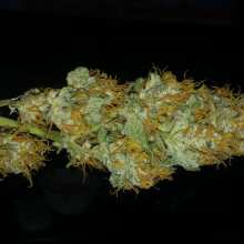 Review Image - Glue Auto Feminised Seeds (formerly Gorilla Glue)