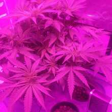 Review Image - Critical Purple Kush Feminised Seeds