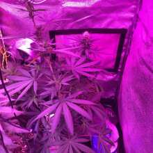 Review Image - Creeper Regular Seeds