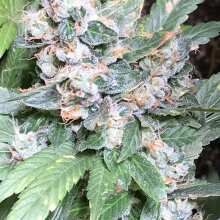 Image de révision - Northern Light Regular Seeds - 10
