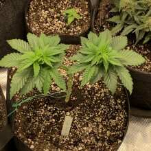 Review Image - Gorilla Zkittlez Feminised Seeds