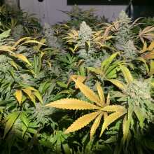 Review Image - Critical Hog Feminised Seeds