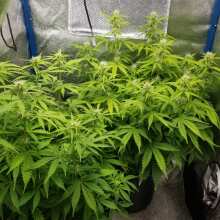 Review Image - Jock Horror Auto Feminised Seeds - 5