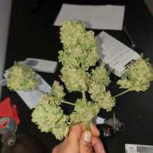 Image de révision - Amnesia Haze Auto Feminised Seeds