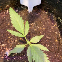 Review Image - Cream Cookies Auto Feminised Seeds