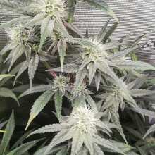 Review Image - Cream & Cheese CBD 1:1 Feminised Seeds