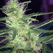 Review Image - Colombian Gold Ryder (former Sweet Coffee Ryder) Auto Feminised Seeds
