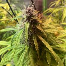 Review Image - Kush Express Auto Feminised Seeds - 5