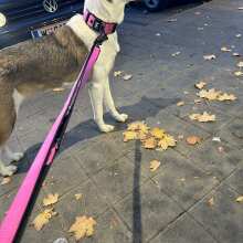Review Image - Klassisches Hundehalsband mit abstehender Innenfütterung - Nero Pink XS / 3cm