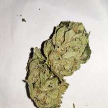 Review Image - Badazz OG Cheese Feminised Seeds