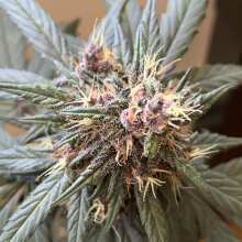 Image de révision - Crystal METH Auto Feminised Seeds